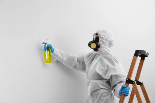 South San Jose Hills, CA Mold Removal Company